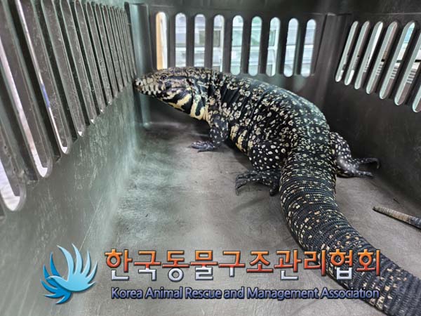 [기타축종] 도마뱀 경기-포천-2024-00891 유기동물 배경 이미지 입니다.